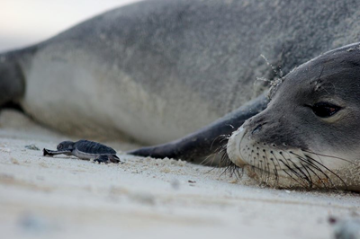 Photo of a seal and baby turtle on sand