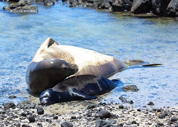 Photo of two seals on a rocky beach