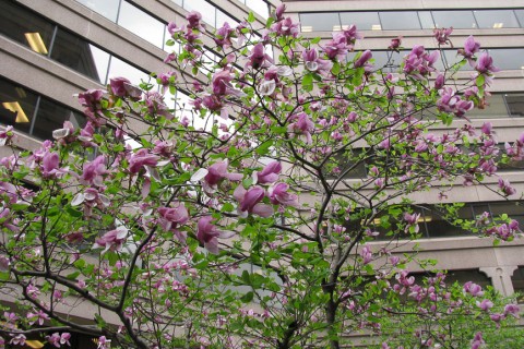 Magnolia trees in front of office builging