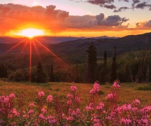 photo of Steamboat Springs meadow with flowers and sunset