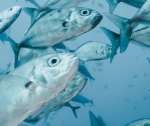 school of blue fish swimming in ocean