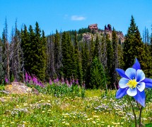colorful mountains with wildflowers in the summer
