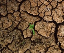 a plant sprouts out of a cracks of a dry, cracked surface