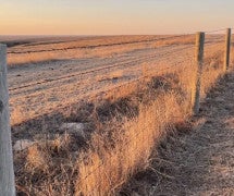 dry grasses along a fence