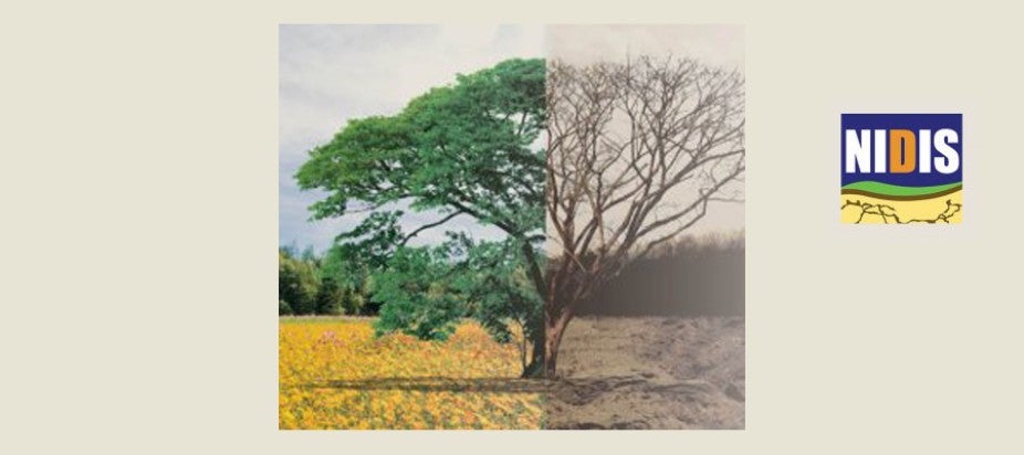 Green tree and dry brown tree