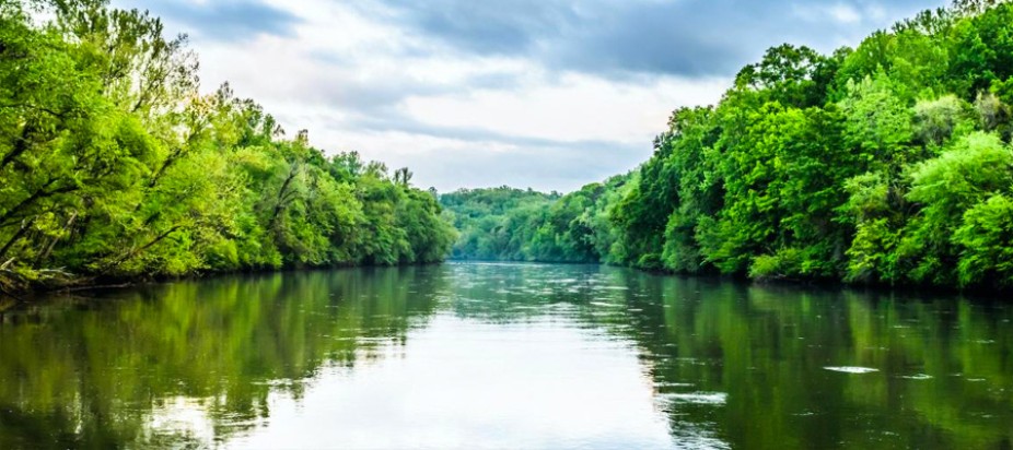 photo of Apalachicola Chattahoochee Flint River Basin, green trees