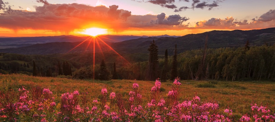 photo of Steamboat Springs meadow with flowers and sunset