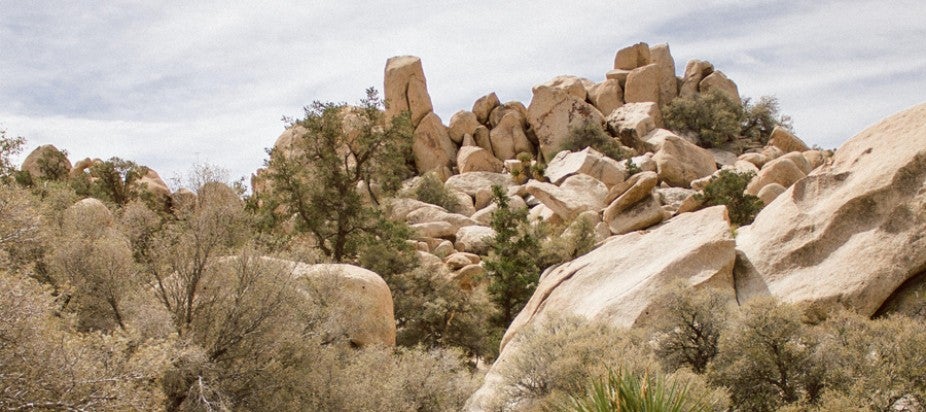 Rocks and cactus 