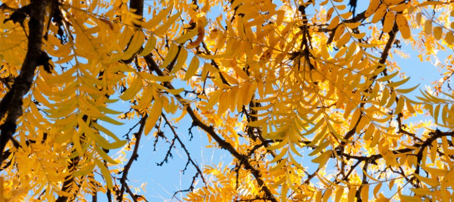 yellow leaf trees