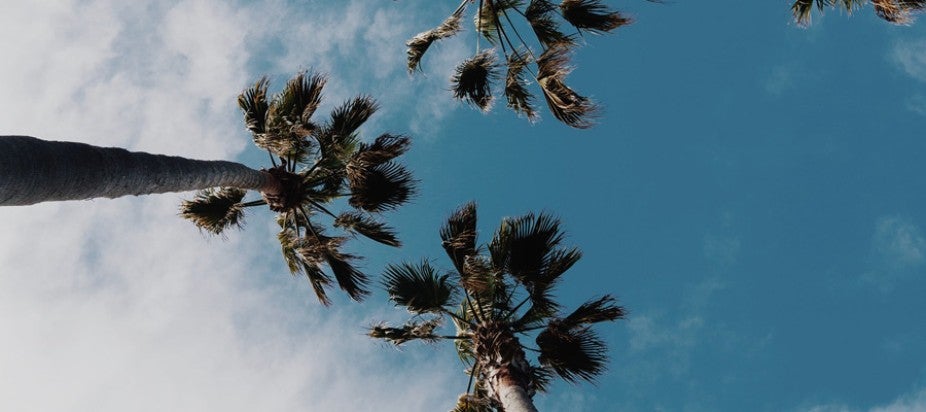 palm trees on blue sky