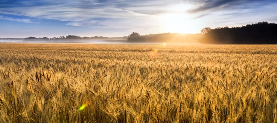wheat fields with blue sky