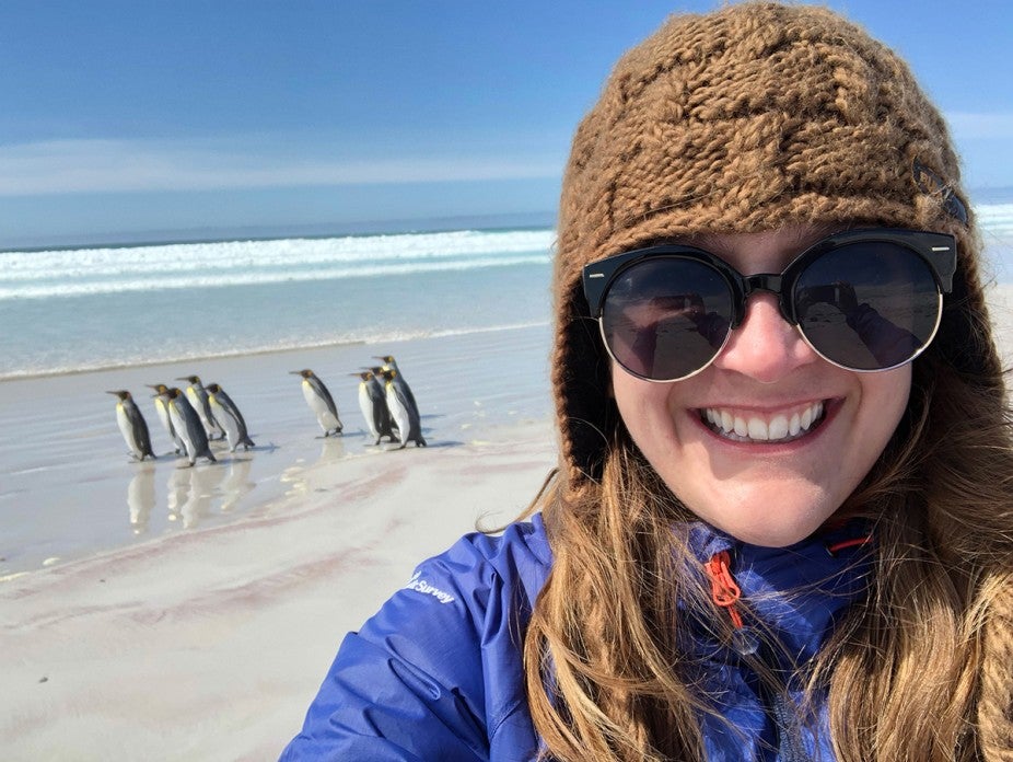 penguins on a beach in daylight