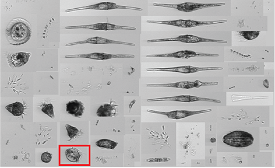 Example of phytoplankton data