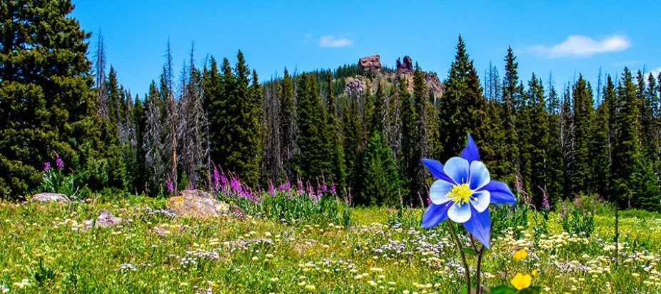 colorful mountains with wildflowers in the summer