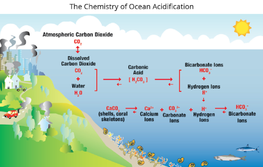 graphic of chemistry of ocean acidification 