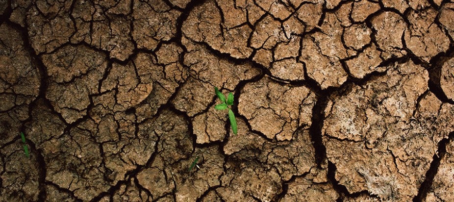 a plant sprouts out of a cracks of a dry, cracked surface