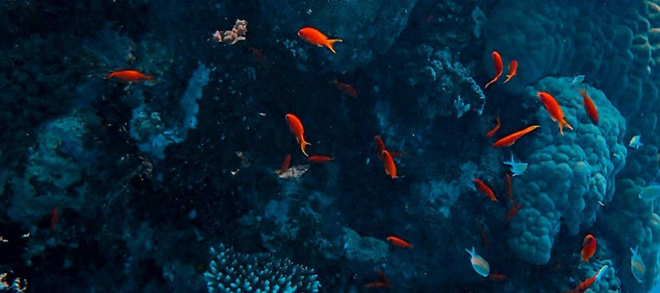 orange and black fish under water