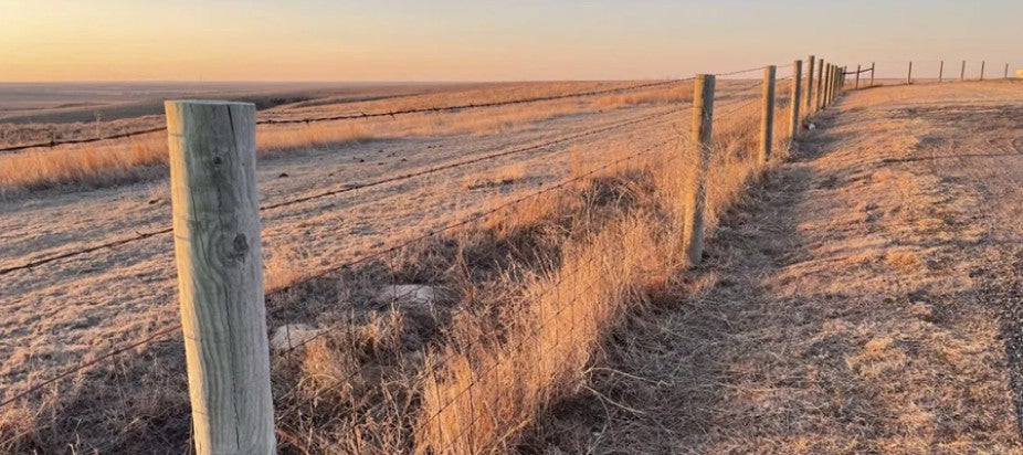 dry grasses along a fence