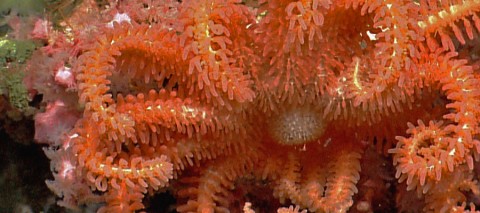 A brisingid seastar rests on a small bubblegum coral in Hydrographer Canyon.