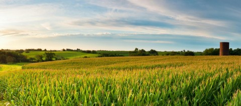 corn field photo