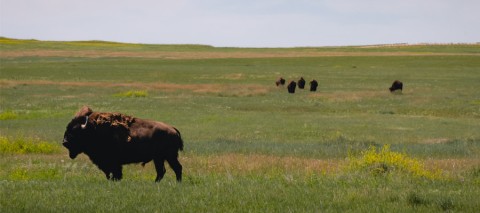 Buffalo on green field in South Dakota