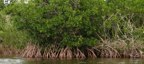 Red mangrove in Titusville, Florida