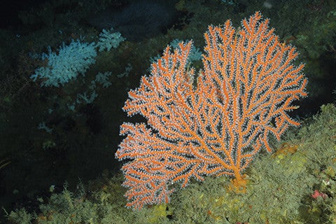 Corals in the deep ocean