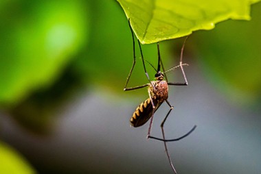 close up photo of mosquito on bright grren leaf